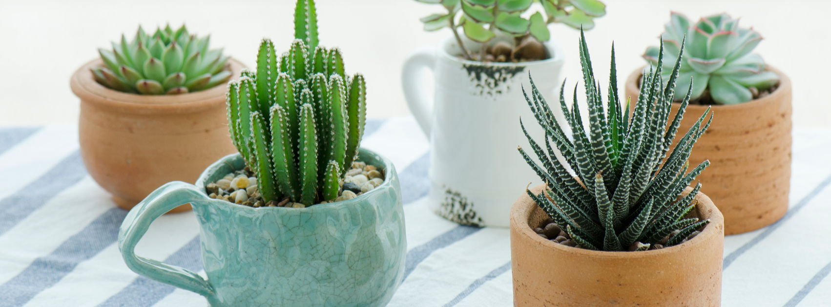 Cactus facebook cover